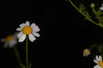 Mayweed <BR>Stinking chamomile